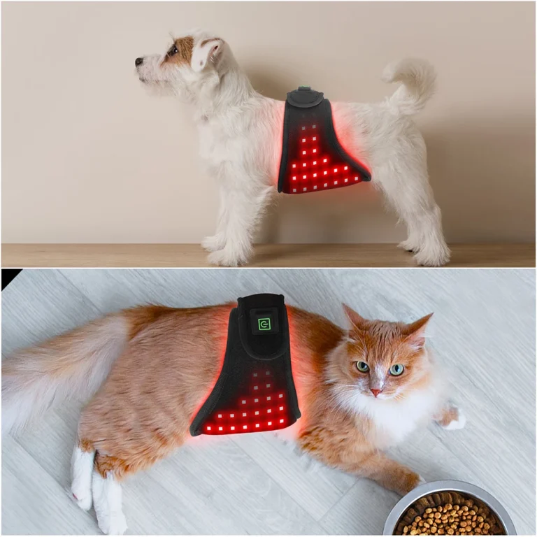 abdominal-red-light-therapy-cats-dogs-2