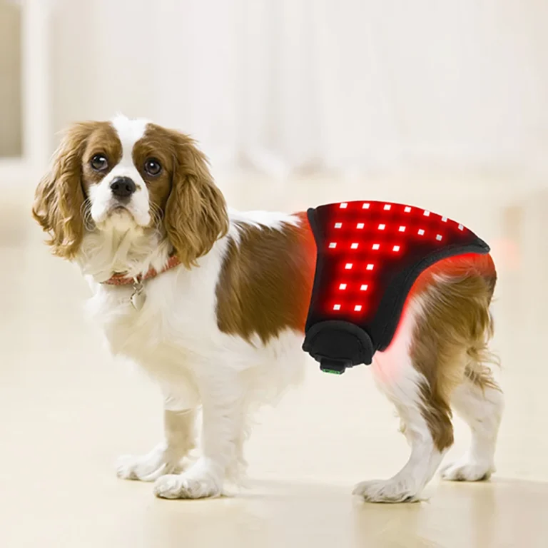 abdominal-red-light-therapy-cats-dogs-3